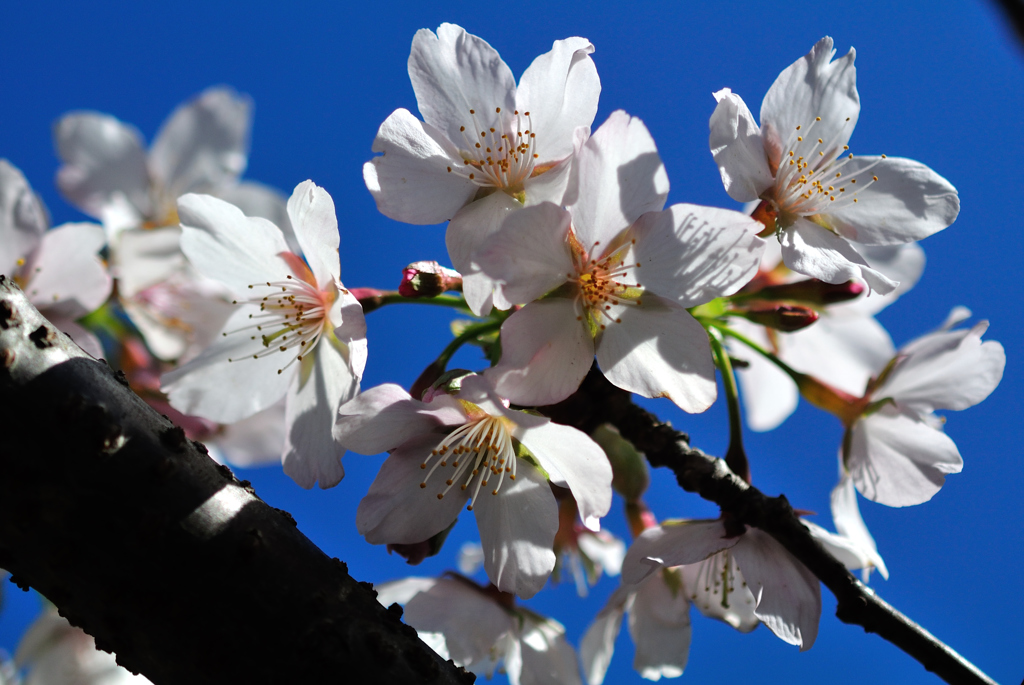 古都の早咲桜…１