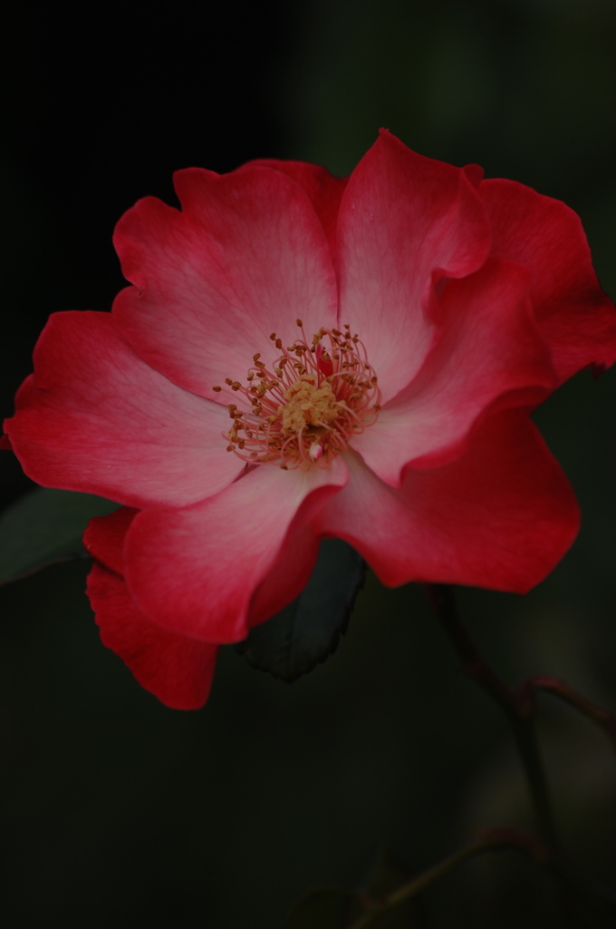 秋空の薔薇５…