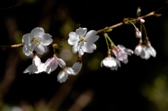 春陽に小桜…
