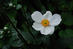 古刹に咲く白花…２