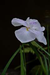 淑やかな、白の衣…