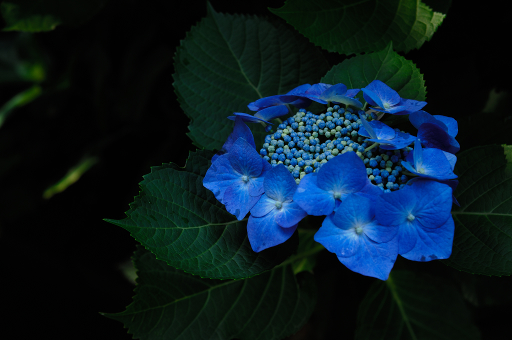 源氏山の梅雨花…１