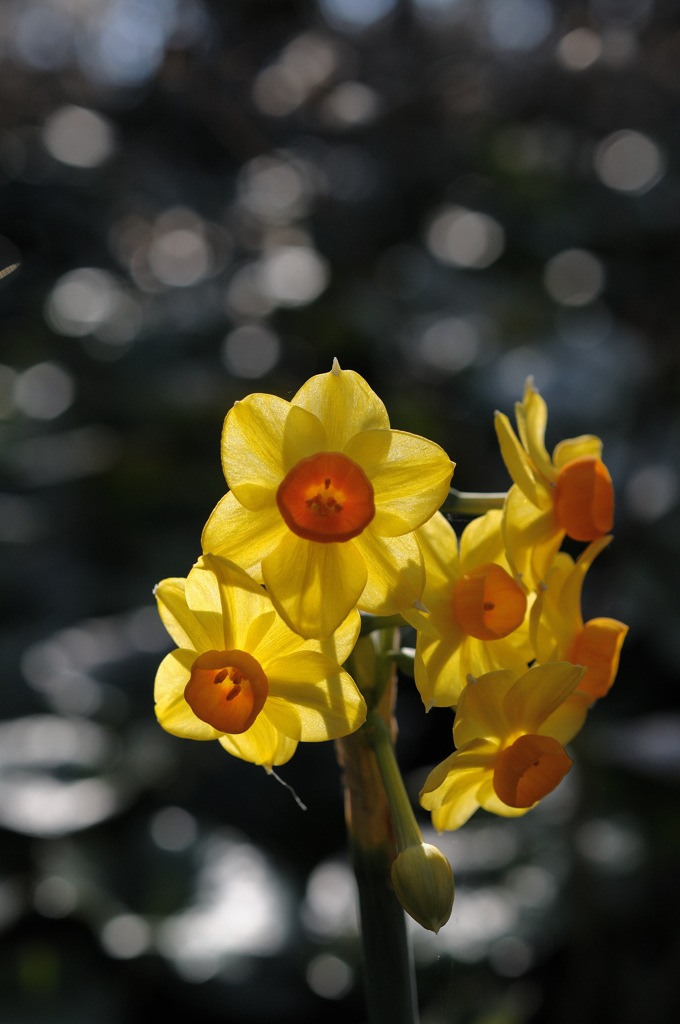 待春の小花…１