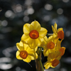 待春の小花…１