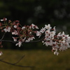 来年もまた、薄桜色…