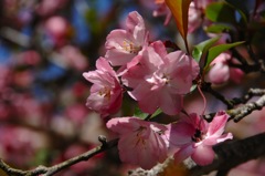 鎌倉の春咲き…１