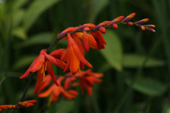 向島百花園・紅緋の華…