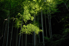 瑞泉寺の緑景…３