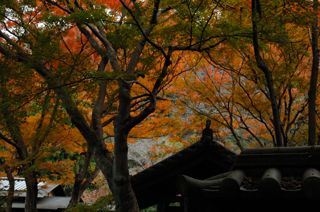 禅寺の錦屏風…３