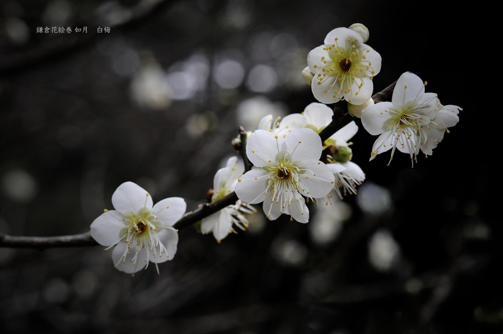 鎌倉花絵巻…如月１