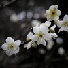 鎌倉花絵巻…如月１