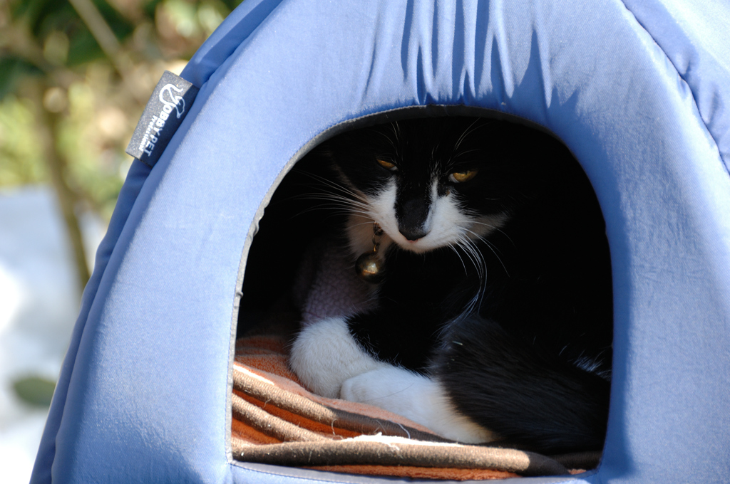 明月院の寺猫…１