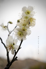 如月の花絵巻…２