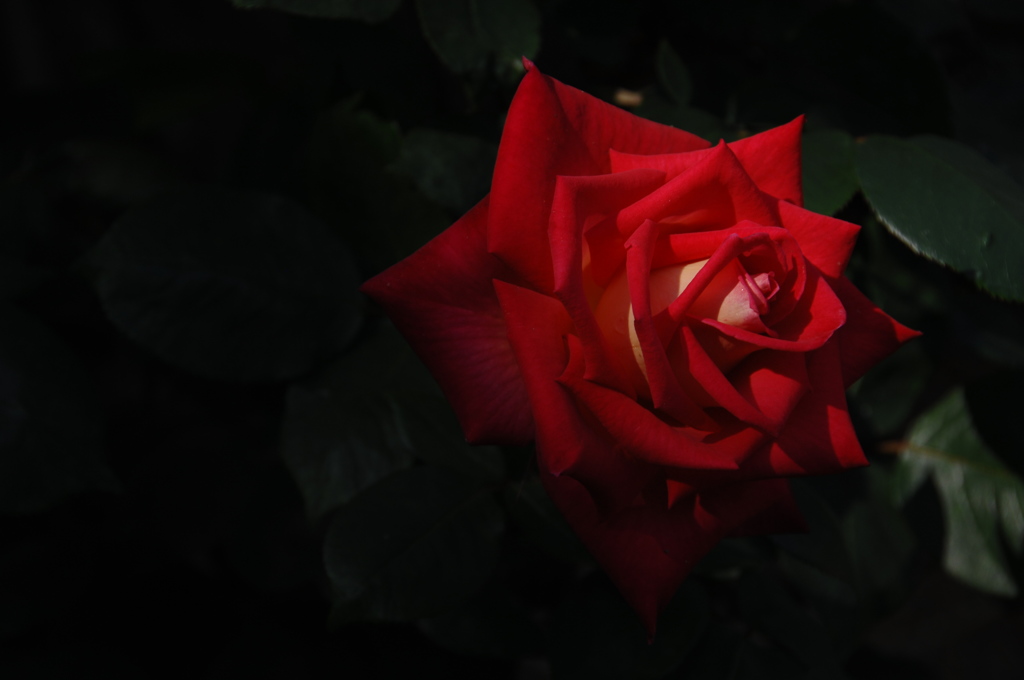 春光に映える薔薇…１