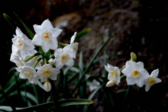 禅庭の春便り…４