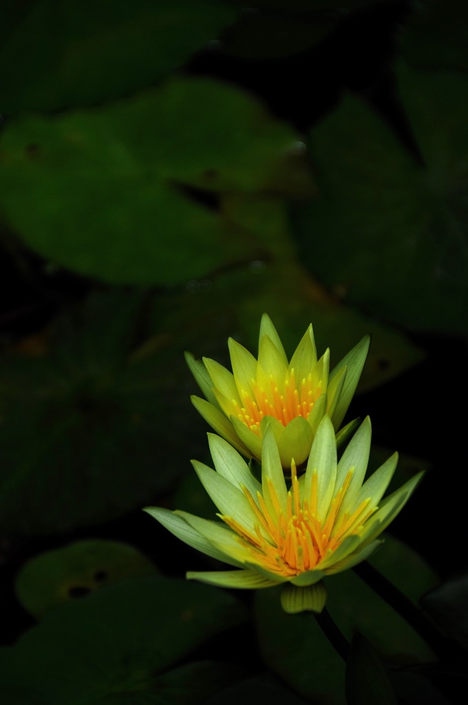 来夏の艶水花…