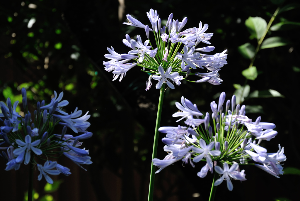 古都の涼花…２