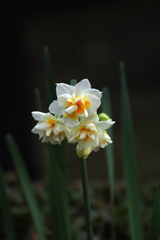 旧浜離宮庭園 5