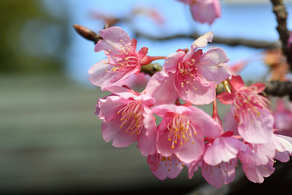 新春の彩り…３