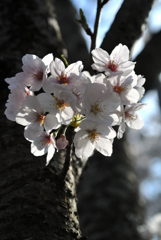 古都の薄桜色…２