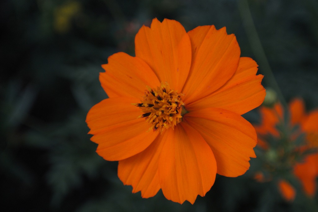 紅緋のコスモス１…