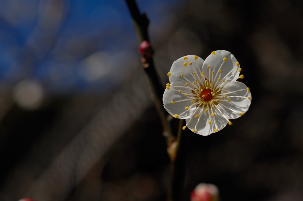 名刹の新春花…１