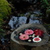 古都の花手水…１