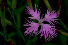 しとやかな赤紫…