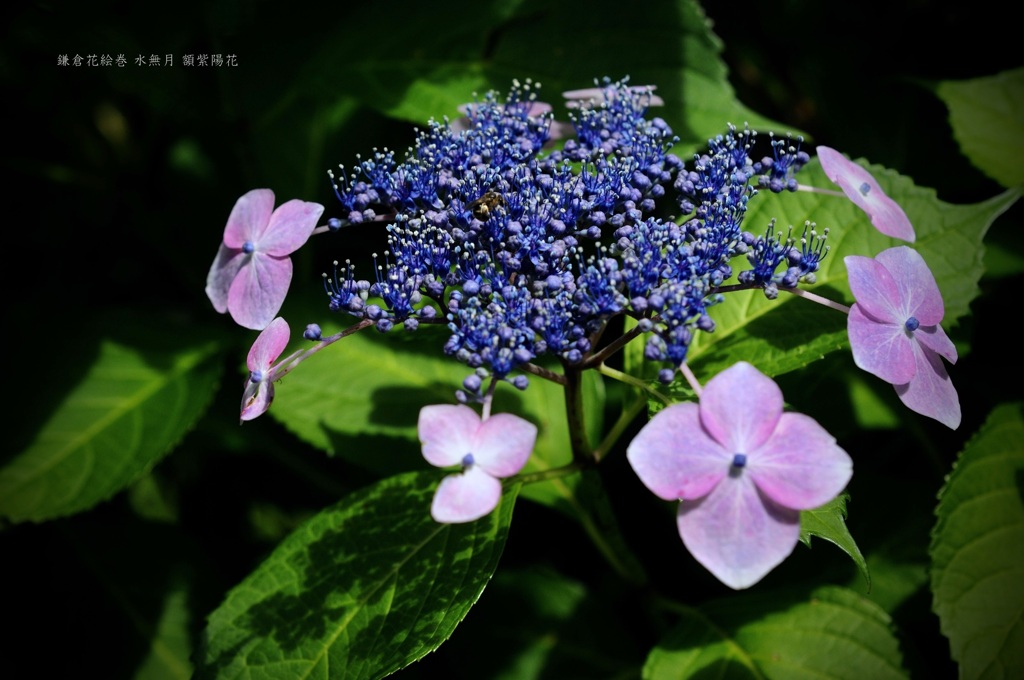 鎌倉花絵巻…水無月２