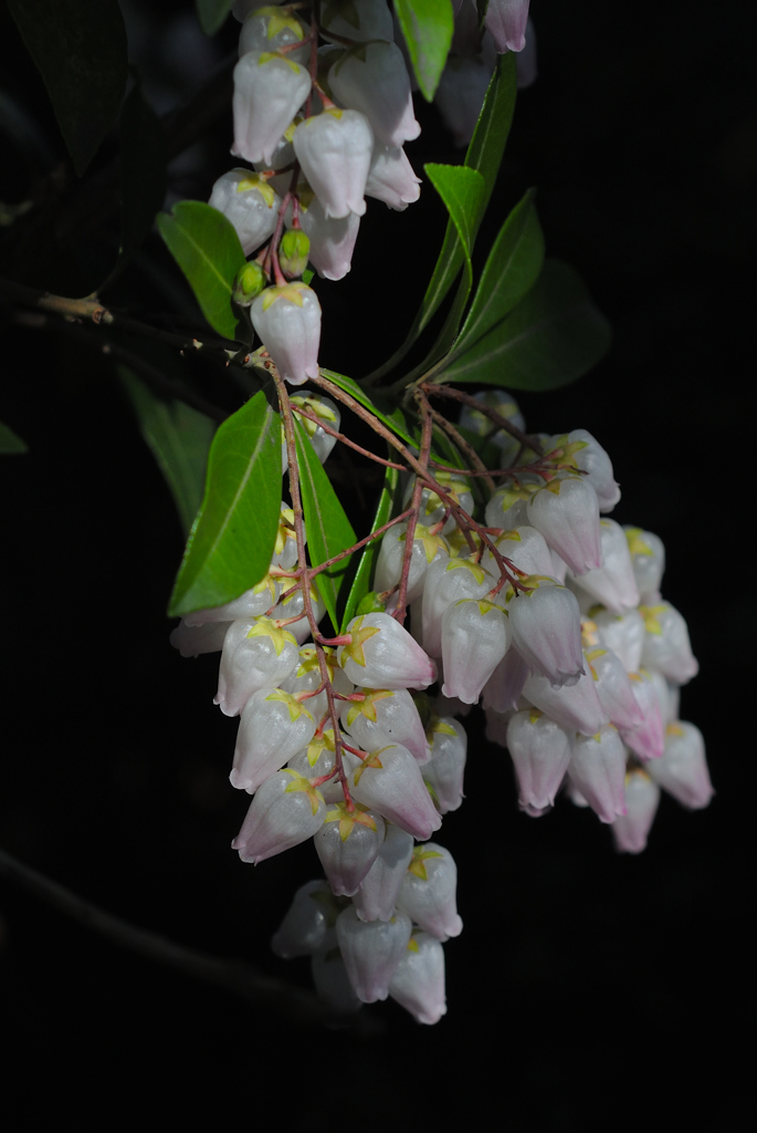 名刹の輝花…３