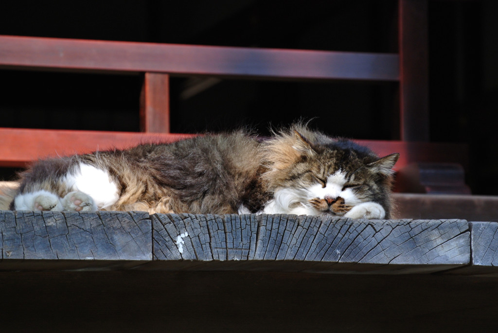 円覚寺の主猫２