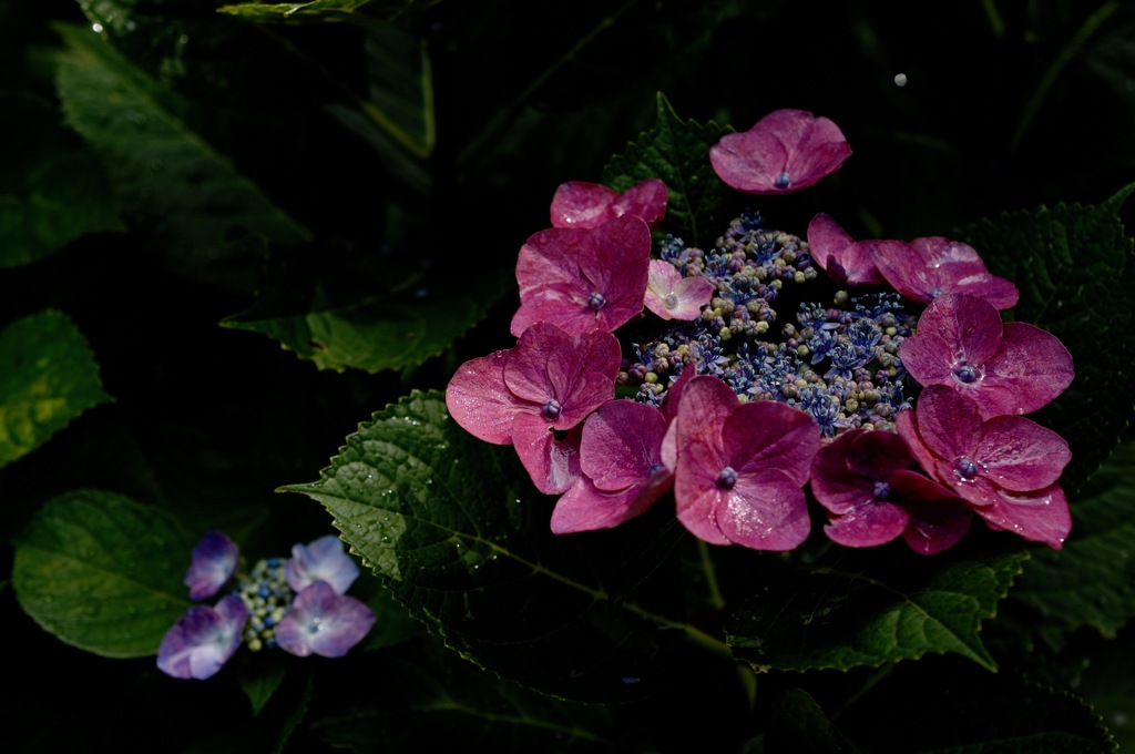 暦山の花模様…１