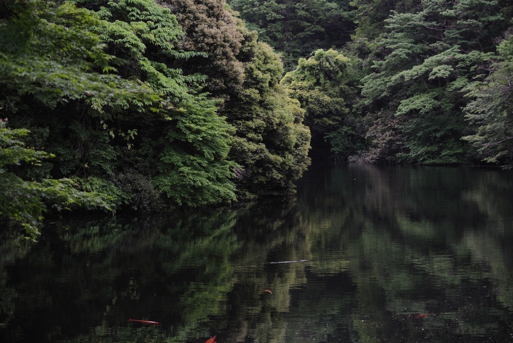 鎌倉・散在ヶ池（鎌倉湖）