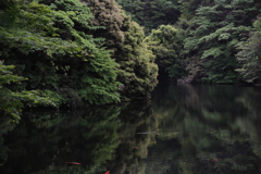 鎌倉・散在ヶ池（鎌倉湖）