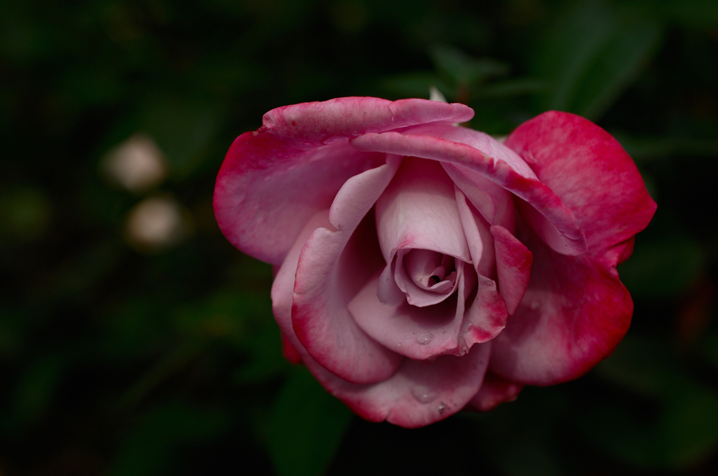 秋雨の麗花…３