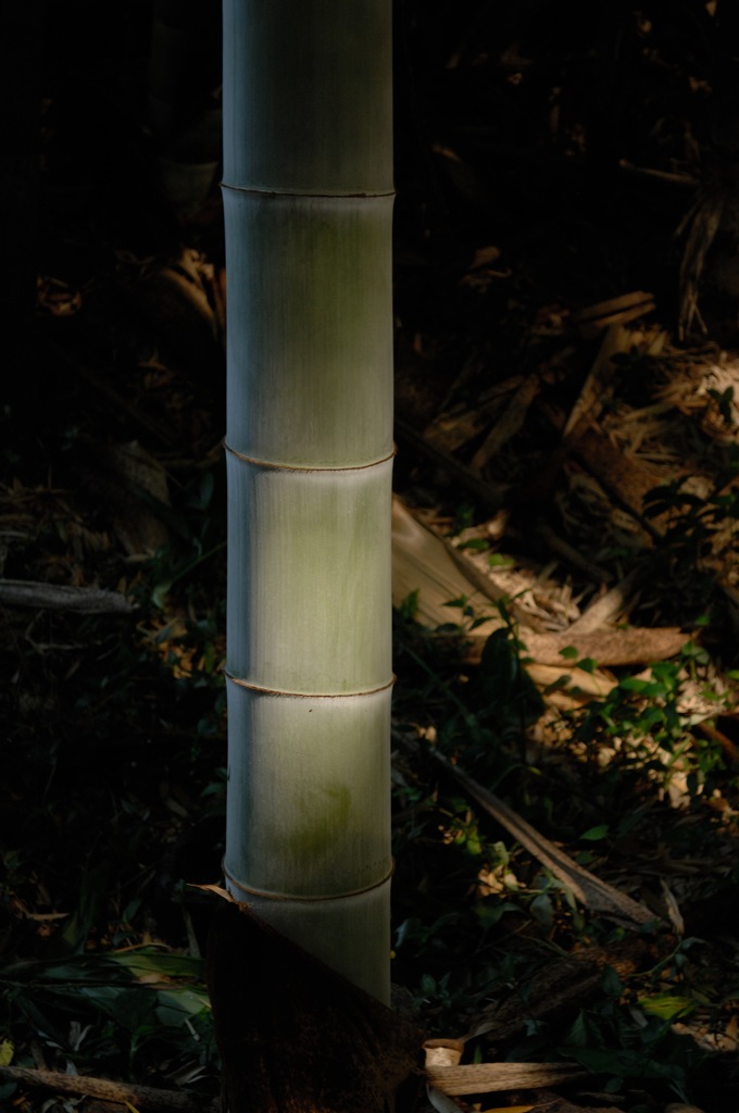 竹林の木漏れ日…３