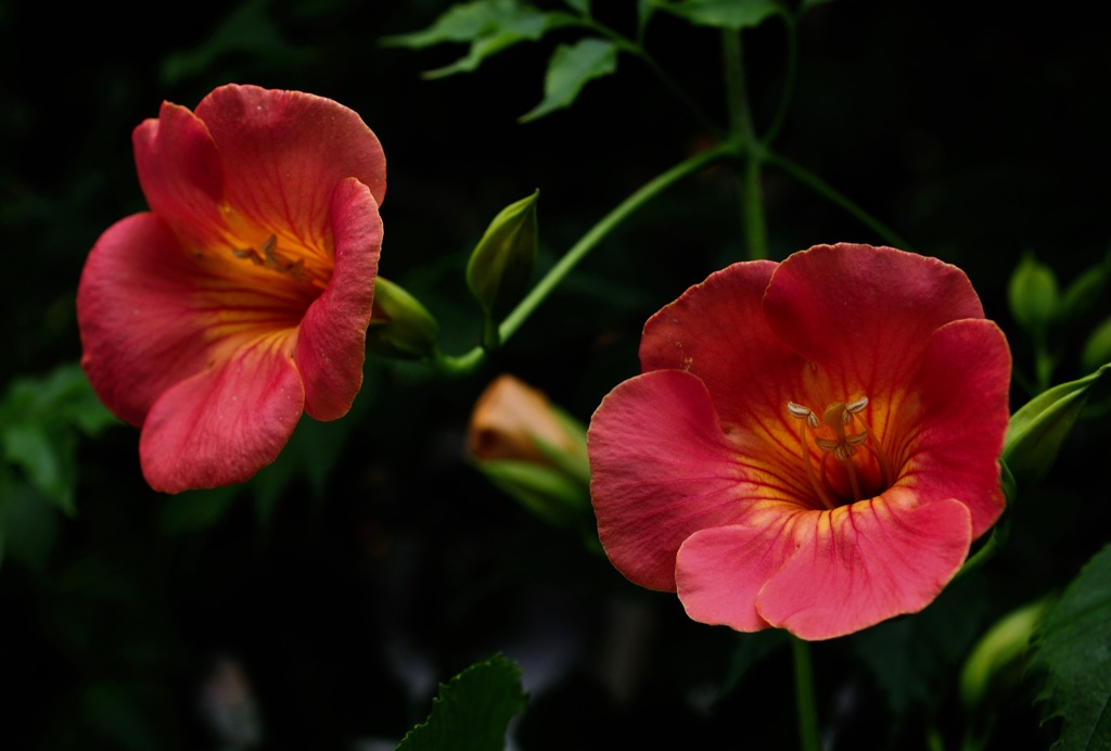 初夏文月の赤花…３