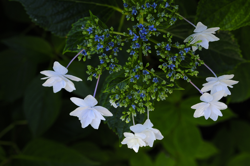 古都の七色花…７