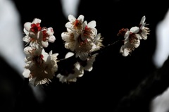 枯庭の彩り…４