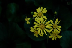 寺庭の秋花…３