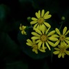 寺庭の秋花…３