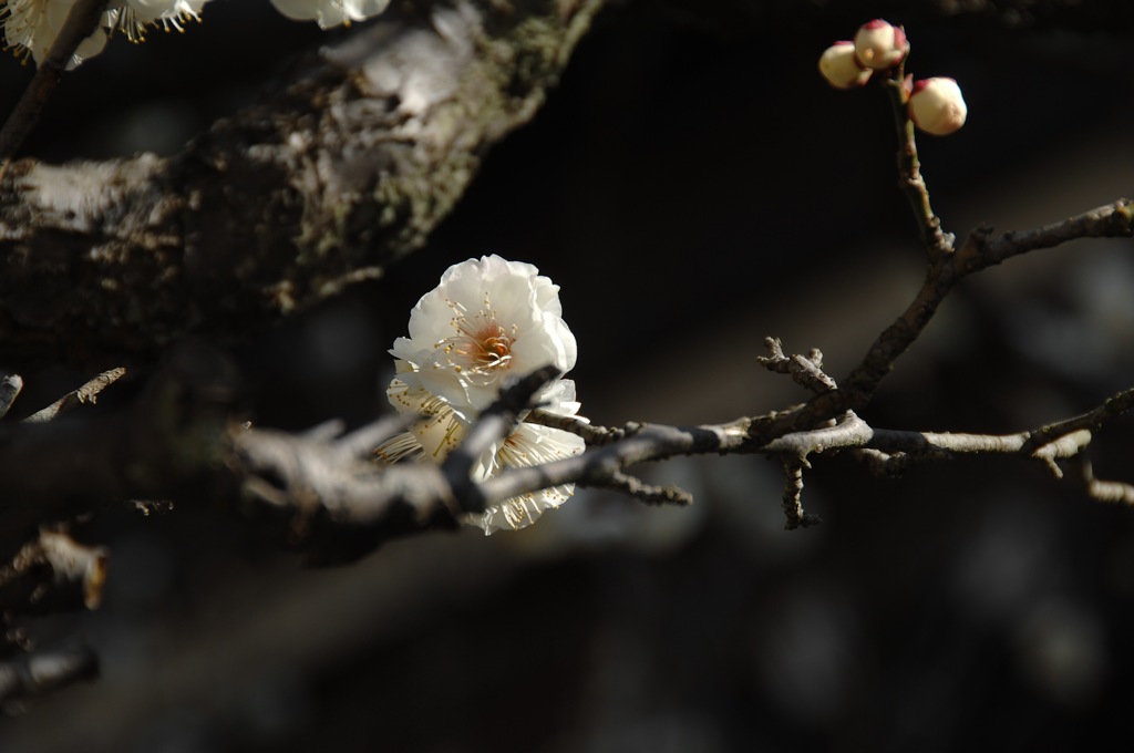 名刹の白磁色…