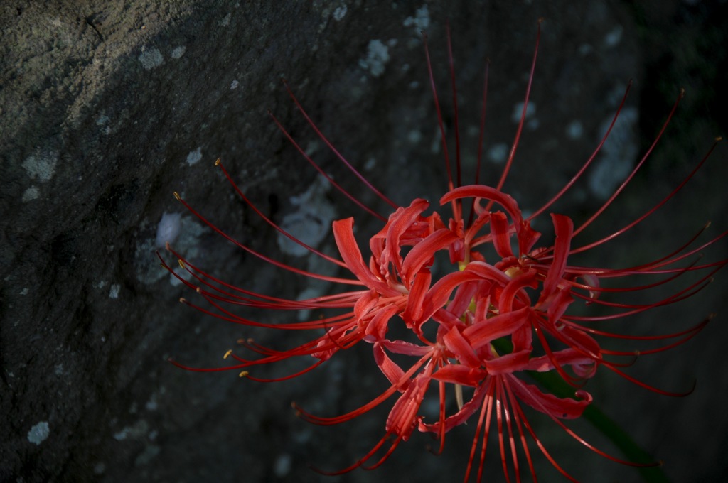 鎌倉の曼珠沙華…１