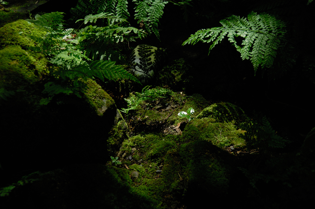 晩夏の緑景…３