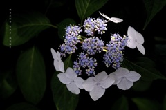 水無月の花絵巻…２