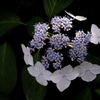 水無月の花絵巻…２