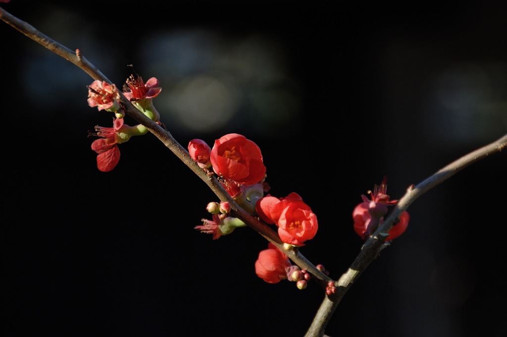 駆込み寺の紅色…