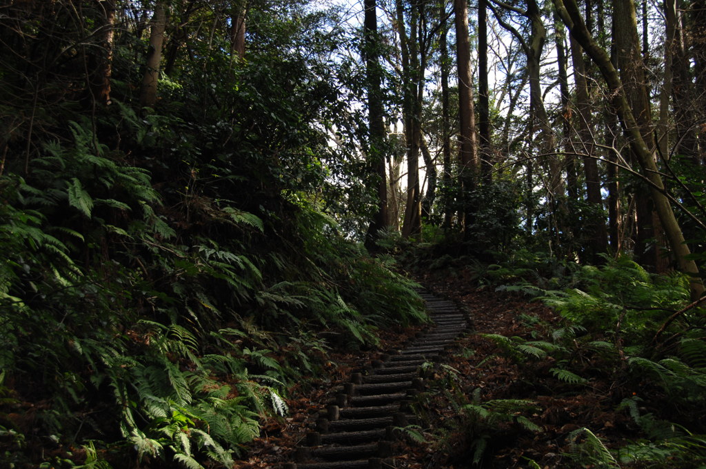 緑間の山道…