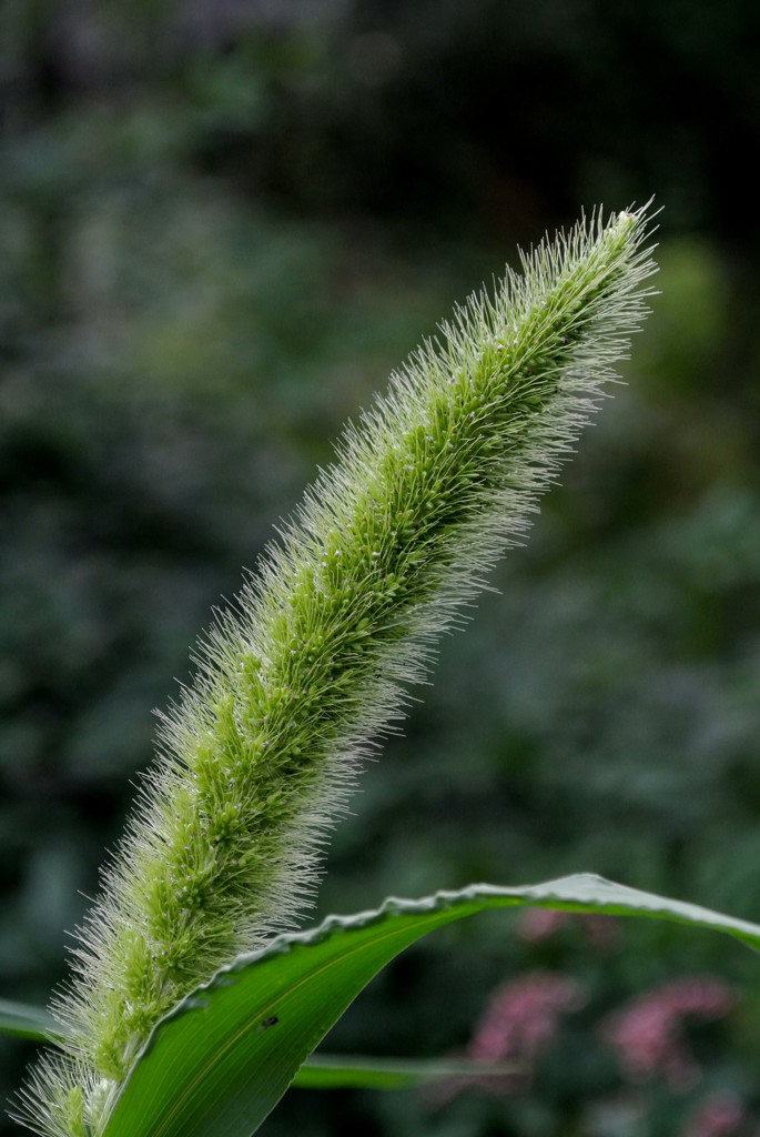 向島百花園・尻尾…