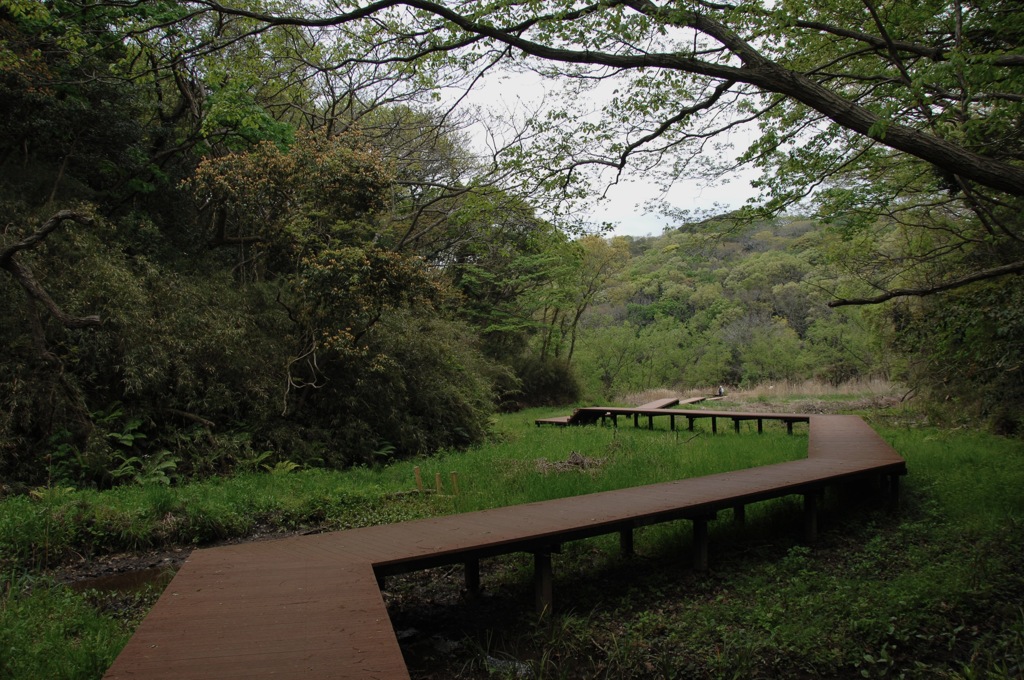 新緑の散策路…